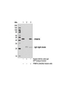 Cell Signaling Prmt6 (D5a2n) Rabbit mAb
