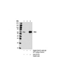 Cell Signaling Hck (E1i7f) Rabbit mAb
