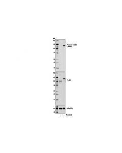 Cell Signaling Phospho-Foxm1 (Thr600) (D9m6g) Rabbit mAb