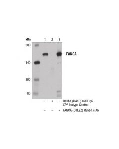 Cell Signaling Fanca (D1l2z) Rabbit mAb