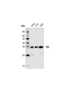 Cell Signaling S6 Ribosomal Protein (54d2) Mouse mAb (Hrp Conjugate)