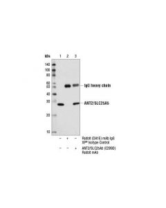 Cell Signaling Ant2/Slc25a5 (E2b9d) Rabbit mAb