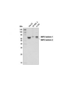 Cell Signaling Imp2 (D4r2f) Rabbit mAb