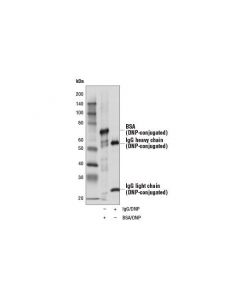 Cell Signaling Dinitrophenol (D1d6) Rabbit mAb