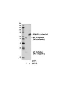 Cell Signaling Digoxigenin (D8q9j) Rabbit mAb