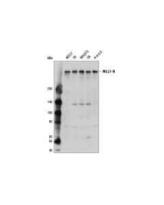 Cell Signaling Mll1 (D2m7u) Rabbit mAb (Amino-Terminal Antigen)