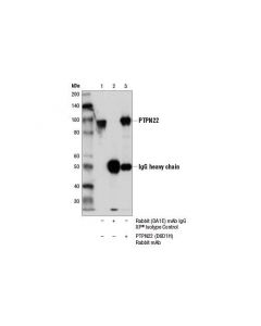 Cell Signaling Ptpn22 (D6d1h) Rabbit mAb