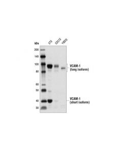 Cell Signaling Vcam-1 Antibody (Rodent Specific)