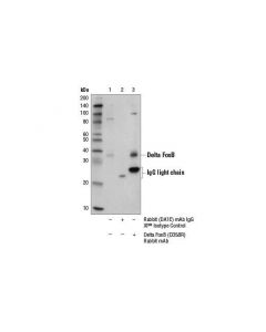Cell Signaling Delta Fosb (D3s8r) Rabbit mAb