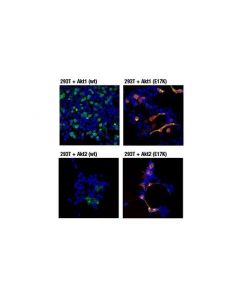 Cell Signaling Akt (E17k Mutant Specific) (D1t7p) Rabbit mAb