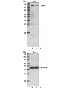 Cell Signaling Anti-Rabbit Igg (H+L), Biotinylated Antibody