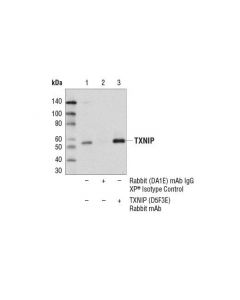 Cell Signaling Txnip (D5f3e) Rabbit mAb