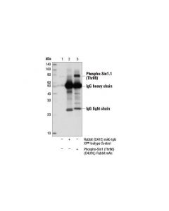 Cell Signaling Phospho-Sin1 (Thr86) (D4u9l) Rabbit mAb