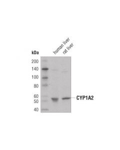 Cell Signaling Cyp1a2 (D2v7s) Mouse mAb