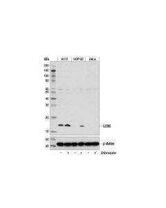Cell Signaling Lc3c (D1r8v) Rabbit mAb