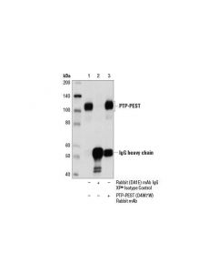 Cell Signaling Ptp-Pest (D4w7w) Rabbit mAb