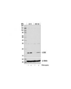 Cell Signaling Lc3c (D3o6p) Rabbit mAb