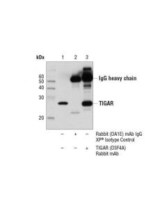 Cell Signaling Tigar (D3f4a) Rabbit mAb