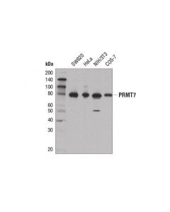Cell Signaling Prmt7 (D1k6r) Rabbit mAb
