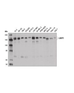 Cell Signaling Larp1 Antibody