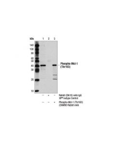 Cell Signaling Phospho-Mcl-1 (Thr163) (D5m9d) Rabbit mAb