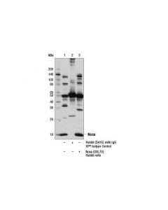 Cell Signaling Noxa (D8l7u) Rabbit mAb