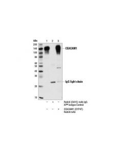 Cell Signaling Ceacam1 (D1p4t) Rabbit mAb
