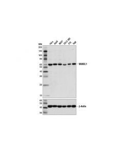 Cell Signaling Vangl1 (D1j7x) Rabbit mAb