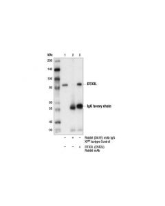 Cell Signaling Dtx3l (D5f2j) Rabbit mAb
