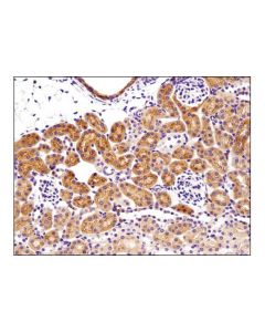 Cell Signaling Bax (D3r2m) Rabbit mAb (Rodent Preferred)