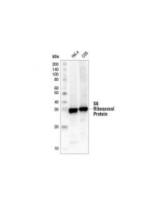Cell Signaling S6 Ribosomal Protein (5g10) Rabbit mAb (Biotinylated)