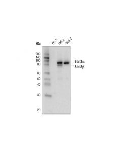Cell Signaling Stat3 (D3z2g) Rabbit mAb (Biotinylated)