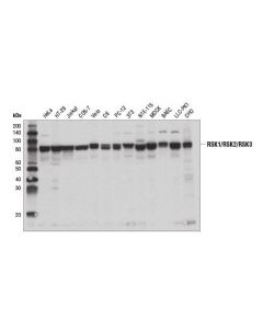 Cell Signaling Rsk1/Rsk2/Rsk3 (D7a2h) Rabbit mAb