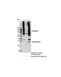 Cell Signaling Rhodopsin (D1n7x) Rabbit mAb