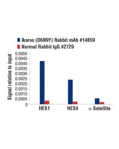 Cell Signaling Ikaros (D6n9y) Rabbit mAb
