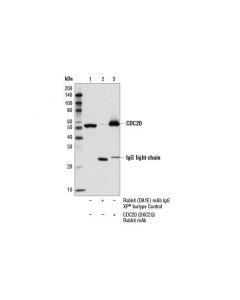 Cell Signaling Cdc20 (D6c2q) Rabbit mAb