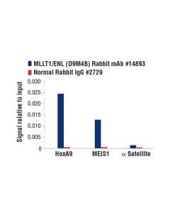 Cell Signaling Mllt1/Enl (D9m4b) Rabbit mAb