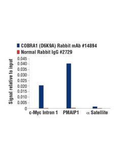 Cell Signaling Cobra1 (D6k9a) Rabbit mAb