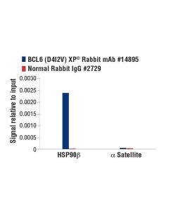 Cell Signaling Bcl6 (D4i2v) Xp Rabbit mAb