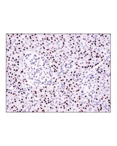 Cell Signaling Mist1/Bhlha15 (D7n4b) Xp Rabbit mAb