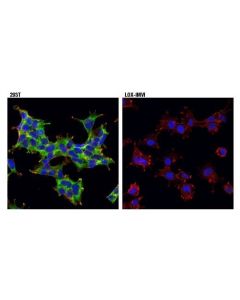 Cell Signaling Usp9x (D4y7w) Rabbit mAb