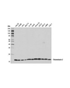 Cell Signaling Thioredoxin 2 (D1c9l) Rabbit mAb