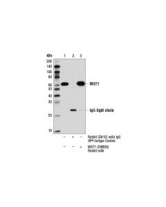 Cell Signaling Mst1 (D8b9q) Rabbit mAb
