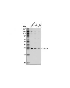 Cell Signaling Tbc1d7 (D8k1y) Rabbit mAb