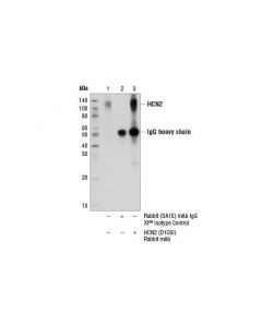 Cell Signaling Hcn2 (D1c6i) Rabbit mAb