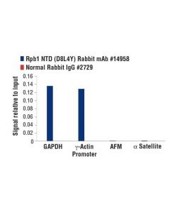 Cell Signaling Rpb1 Ntd (D8l4y) Rabbit mAb