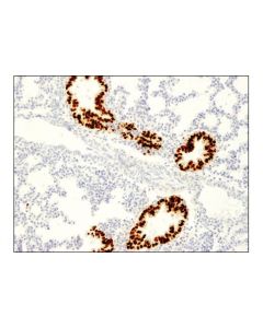 Cell Signaling Sox2 (D1c7j) Xp Rabbit mAb