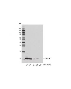 Cell Signaling Cxcl10 (D5l5l) Rabbit mAb