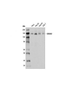 Cell Signaling Cdca2 (D7t4p) Rabbit mAb