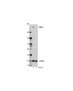 Cell Signaling Cenp-E Antibody